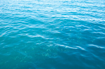 sea blue water with fish. summer vacation concept. water surface