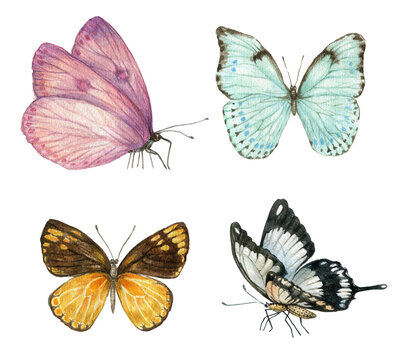 Watercolor butterflies collection isolated on white background.Realistic garden insect, botanical, pink and blue butterfly, hand-drawn graphics.