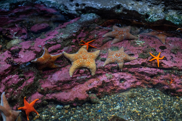 Aquatic StarFish Under The Ocean In Corral Reef © Charity