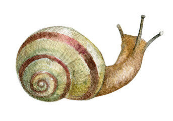 Watercolor snail clipart.Realistic garden slug,botanical illustration © Fefelova Yana