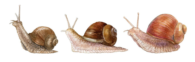 Watercolor snail set.Realistic garden slug set, botanical illustration - obrazy, fototapety, plakaty