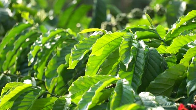 Green leaves of robusta coffee 