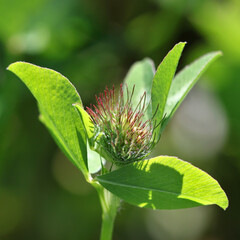 Red clover ( Trifolium pratense ) plant close-up with green bud and leaves