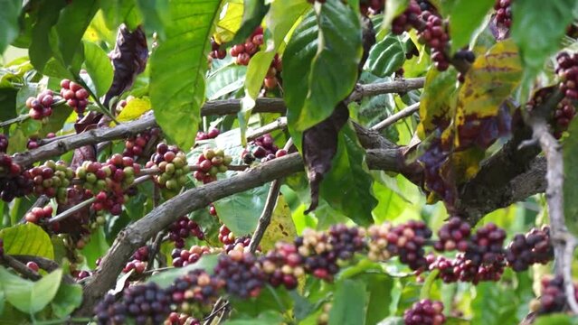 Ripe coffee berries on robusta coffee trees 