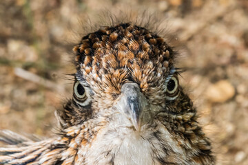 Greater Roadrunner (Geococcyx californianus) Portrait