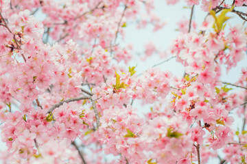 春先の美しい満開の桜。ピンクの桜日本の花。