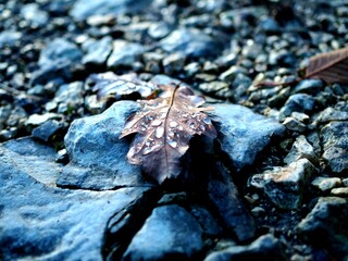 leaf in the snow
