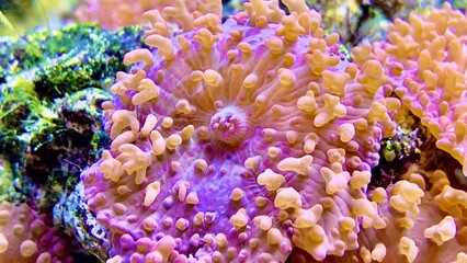 close up of a coral