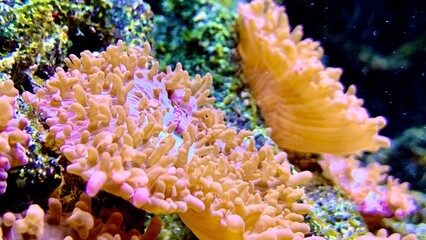 Fototapeta na wymiar red sea anemone