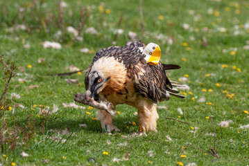 Gypaète barbu, .Gypaetus barbatus, Bearded Vulture