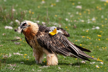Gypaète barbu, .Gypaetus barbatus, Bearded Vulture