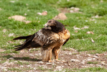 Gypaète barbu, .Gypaetus barbatus, Bearded Vulture