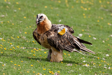 Gypaète barbu, .Gypaetus barbatus, Bearded Vulture