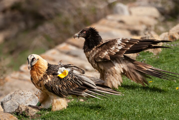 Gypaète barbu, .Gypaetus barbatus, Bearded Vulture