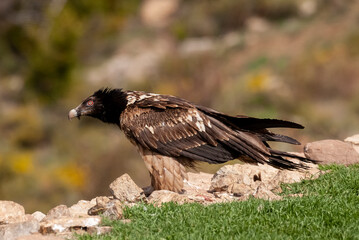Gypaète barbu, .Gypaetus barbatus, Bearded Vulture