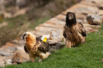 Gypaète barbu, .Gypaetus barbatus, Bearded Vulture