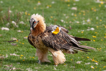 Gypaète barbu, .Gypaetus barbatus, Bearded Vulture