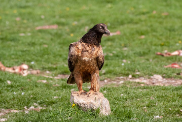Gypaète barbu, .Gypaetus barbatus, Bearded Vulture