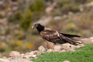 Gypaète barbu, .Gypaetus barbatus, Bearded Vulture