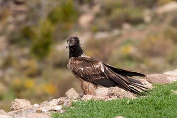 Gypaète barbu, .Gypaetus barbatus, Bearded Vulture