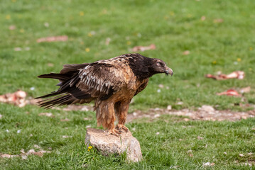 Gypaète barbu, .Gypaetus barbatus, Bearded Vulture