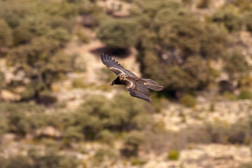 Gypaète barbu, .Gypaetus barbatus, Bearded Vulture