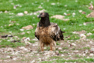 Gypaète barbu, .Gypaetus barbatus, Bearded Vulture
