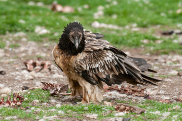 Gypaète barbu, .Gypaetus barbatus, Bearded Vulture
