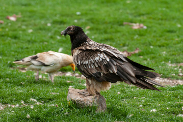 Gypaète barbu, .Gypaetus barbatus, Bearded Vulture