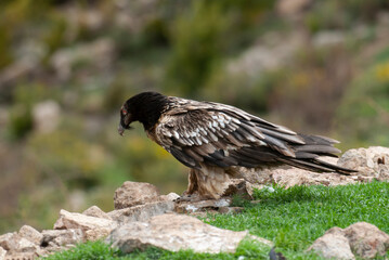 Gypaète barbu, .Gypaetus barbatus, Bearded Vulture