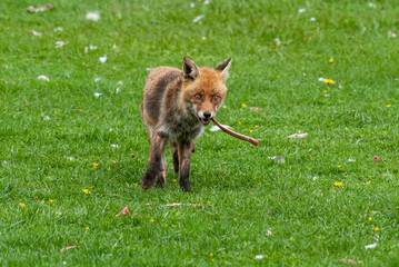 Renard roux, Vulpes vulpes