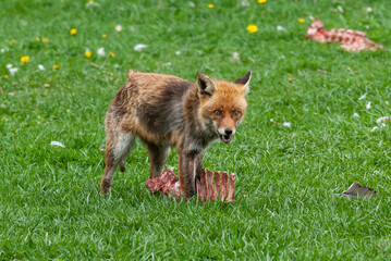 Fototapeta premium Renard roux, Vulpes vulpes