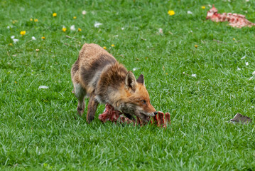 Renard roux, Vulpes vulpes