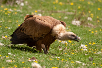 Vautour fauve,. Gyps fulvus, Griffon Vulture