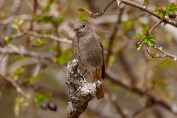 Rougequeue à front blanc, femelle,.Phoenicurus phoenicurus, Common Redstart