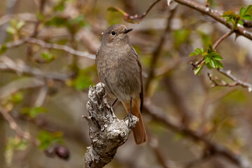 Rougequeue à front blanc, femelle,.Phoenicurus phoenicurus, Common Redstart