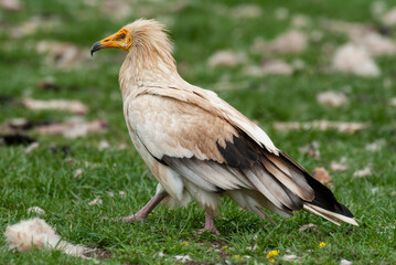 Vautour percnoptère , Percnoptère d'Égypte,.Neophron percnopterus, Egyptian Vulture