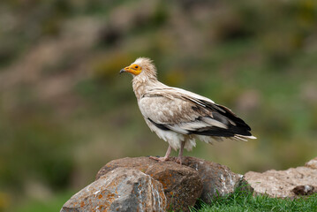 Vautour percnoptère , Percnoptère d'Égypte,.Neophron percnopterus, Egyptian Vulture