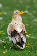 Vautour percnoptère , Percnoptère d'Égypte,.Neophron percnopterus, Egyptian Vulture