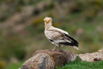 Vautour percnoptère , Percnoptère d'Égypte,.Neophron percnopterus, Egyptian Vulture