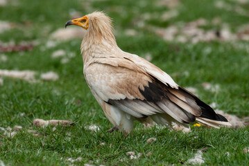 Vautour percnoptère , Percnoptère d'Égypte,.Neophron percnopterus, Egyptian Vulture
