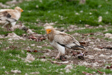 Vautour percnoptère , Percnoptère d'Égypte,.Neophron percnopterus, Egyptian Vulture