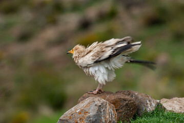 Vautour percnoptère , Percnoptère d'Égypte,.Neophron percnopterus, Egyptian Vulture
