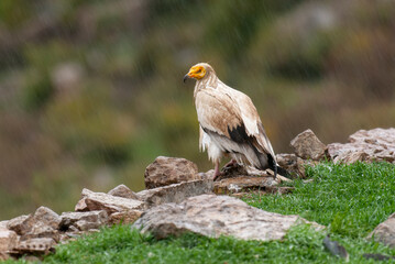 Vautour percnoptère , Percnoptère d'Égypte,.Neophron percnopterus, Egyptian Vulture