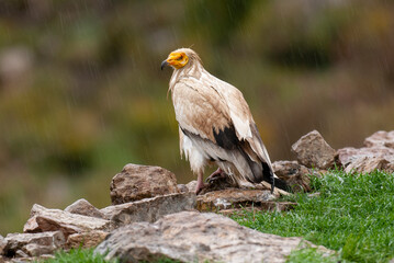 Vautour percnoptère , Percnoptère d'Égypte,.Neophron percnopterus, Egyptian Vulture