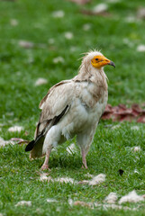 Vautour percnoptère , Percnoptère d'Égypte,.Neophron percnopterus, Egyptian Vulture