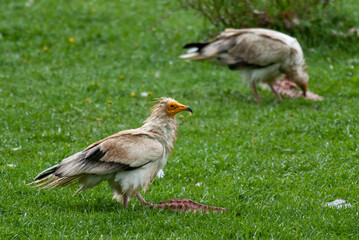 Vautour percnoptère , Percnoptère d'Égypte,.Neophron percnopterus, Egyptian Vulture