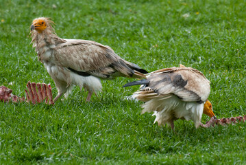 Vautour percnoptère , Percnoptère d'Égypte,.Neophron percnopterus, Egyptian Vulture