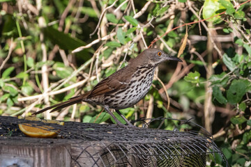 long-billed thrasher