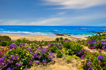 Naklejka premium Blooming flowers at the beach, outdoor travel background, California, USA